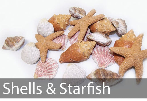 EAF Special Media EAF - Special Media, Shells & Starfish